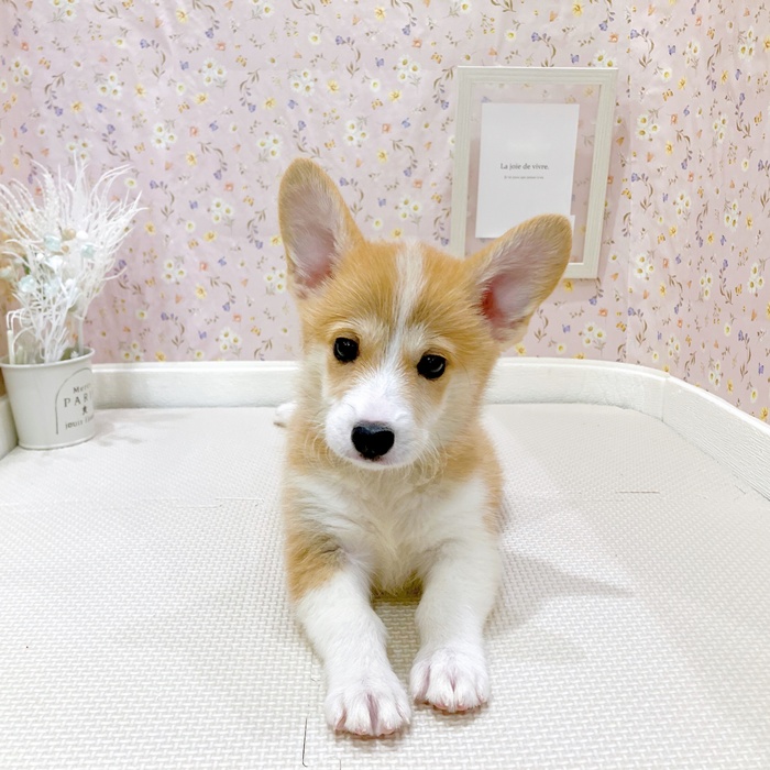石川県のウェルシュコーギーペンブローク (犬の家＆猫の里金沢店/2025年5月28日生まれ/女の子/レッドホワイト)の子犬の4枚目の画像