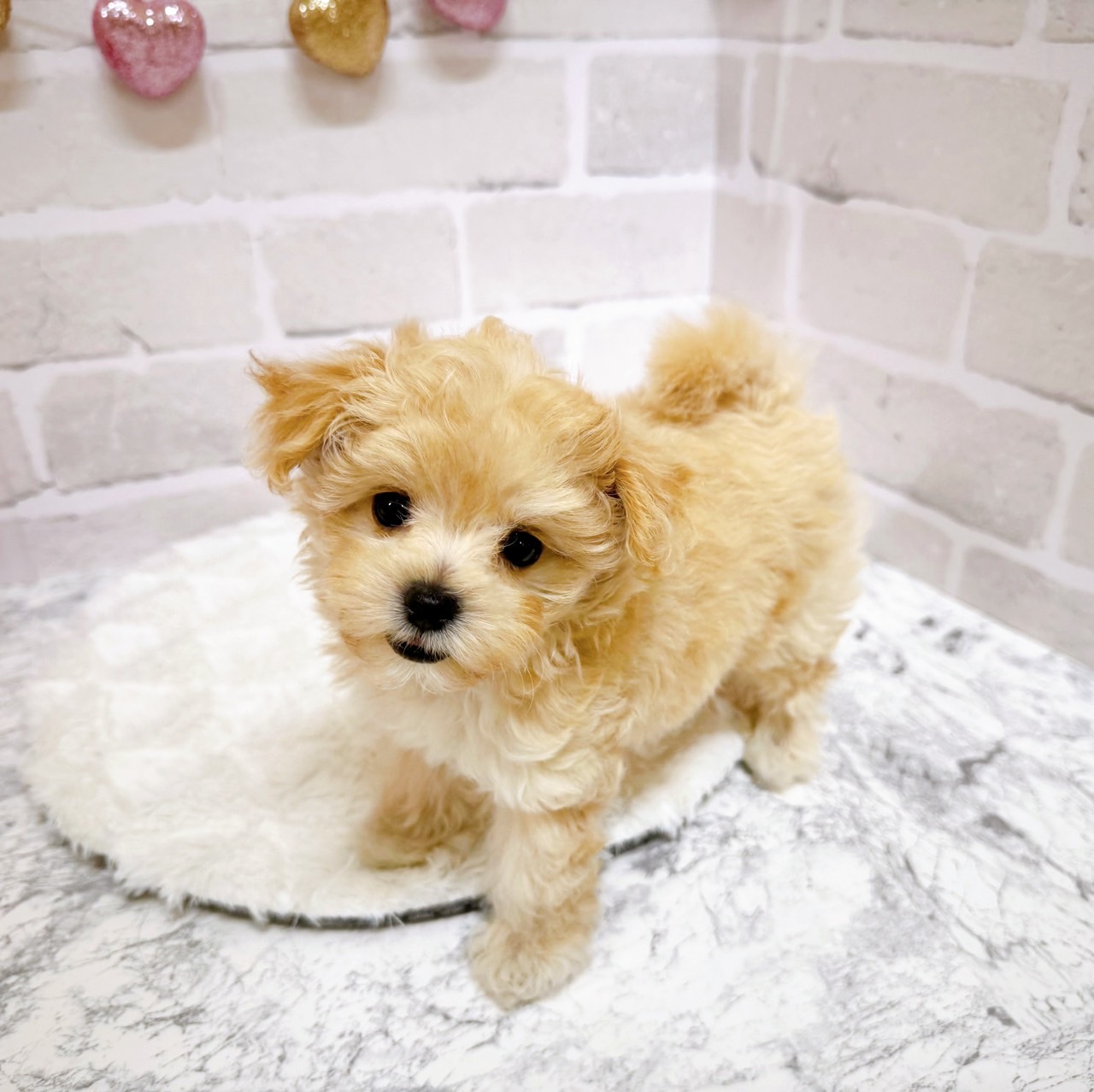 京都府のマルプー(マルチーズ×プードル) (犬の家＆猫の里京都精華店/2025年5月30日生まれ/女の子/クリーム)の子犬の4枚目の画像