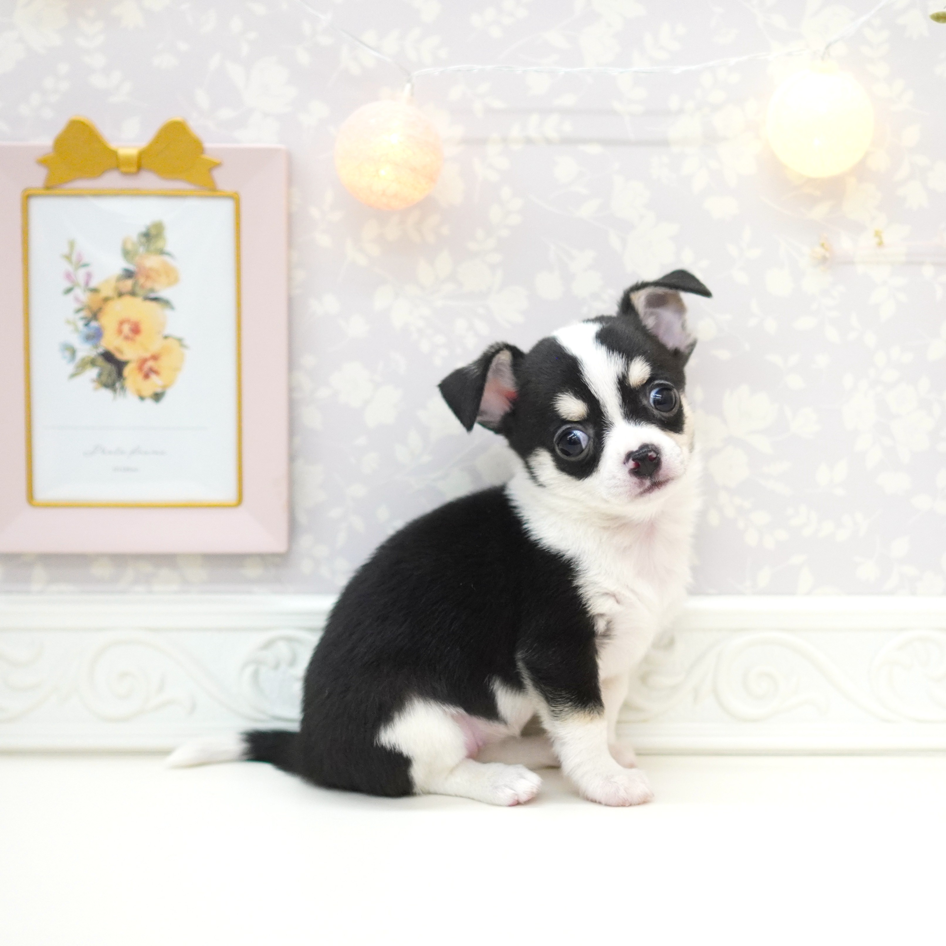 富山県のチワワ(スムース) (犬の家＆猫の里アミーゴ山室店/2025年5月28日生まれ/女の子/ブラッククリームホワイト)の子犬の4枚目の画像