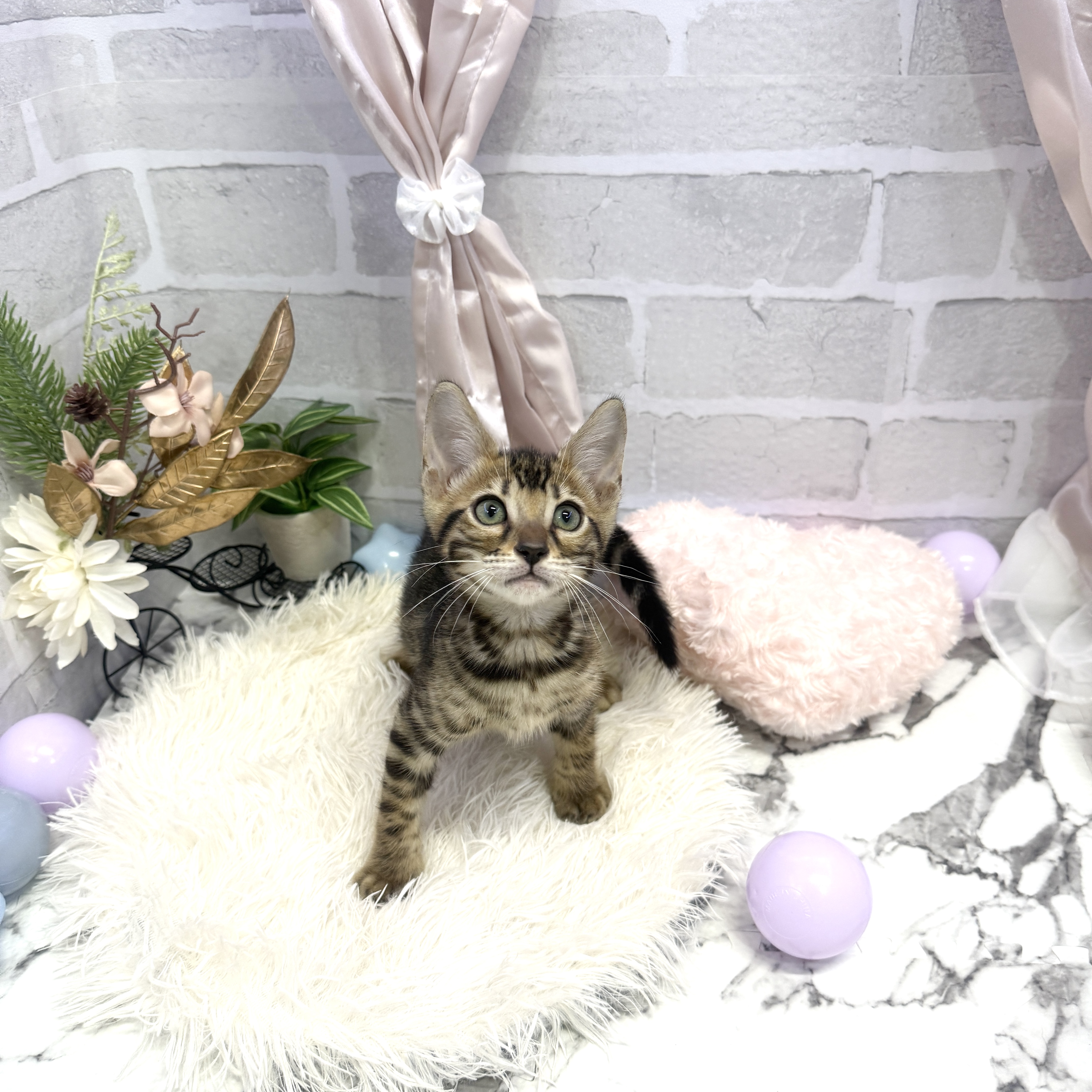 愛知県のベンガル (犬の家＆猫の里岡崎店/2025年5月15日生まれ/男の子/ブラウンスポットタビー)の子猫の1枚目の画像