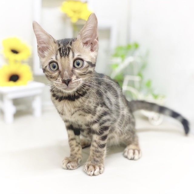 静岡県のベンガル (犬の家＆猫の里藤枝店/2025年5月15日生まれ/男の子/ブラウンスポットタビー)の子猫の4枚目の画像