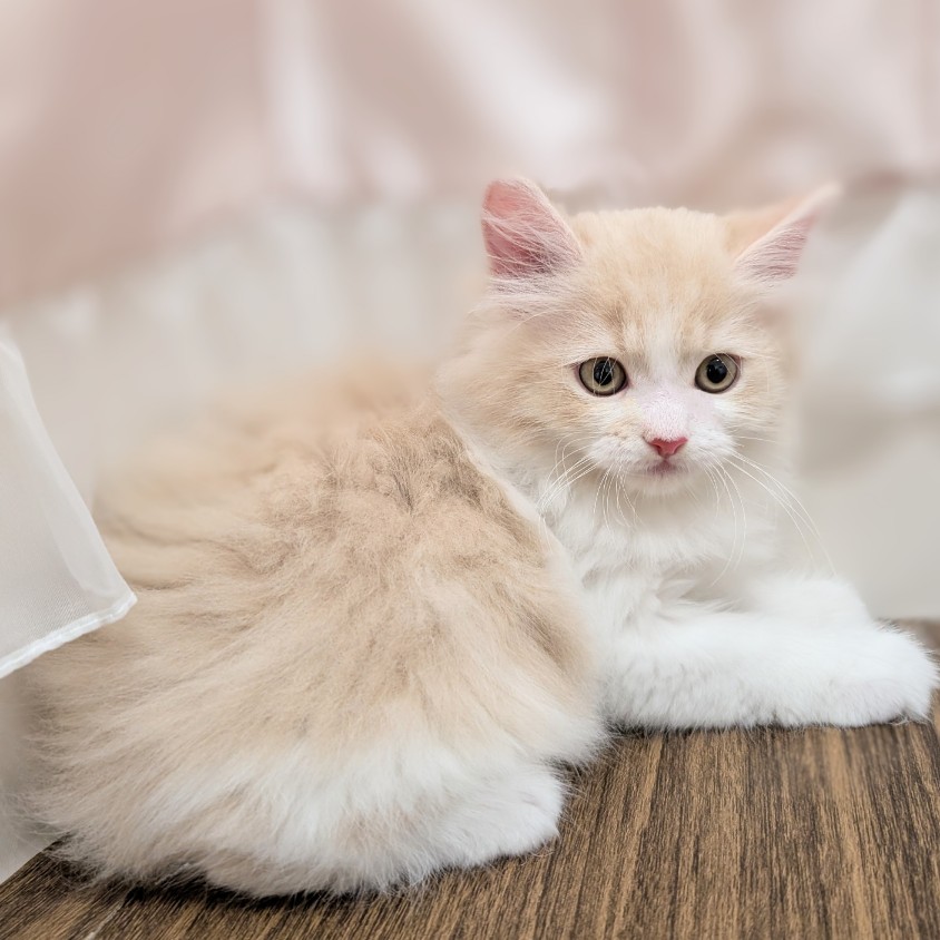 兵庫県のサイベリアン (犬の家＆猫の里カナート西神戸店/2025年5月28日生まれ/男の子/クリームタビーホワイト)の子猫の4枚目の画像