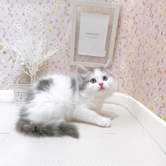 石川県のサイベリアン (犬の家＆猫の里金沢店/2025年5月28日生まれ/男の子/ブルータビーホワイト)の子猫の4枚目の画像