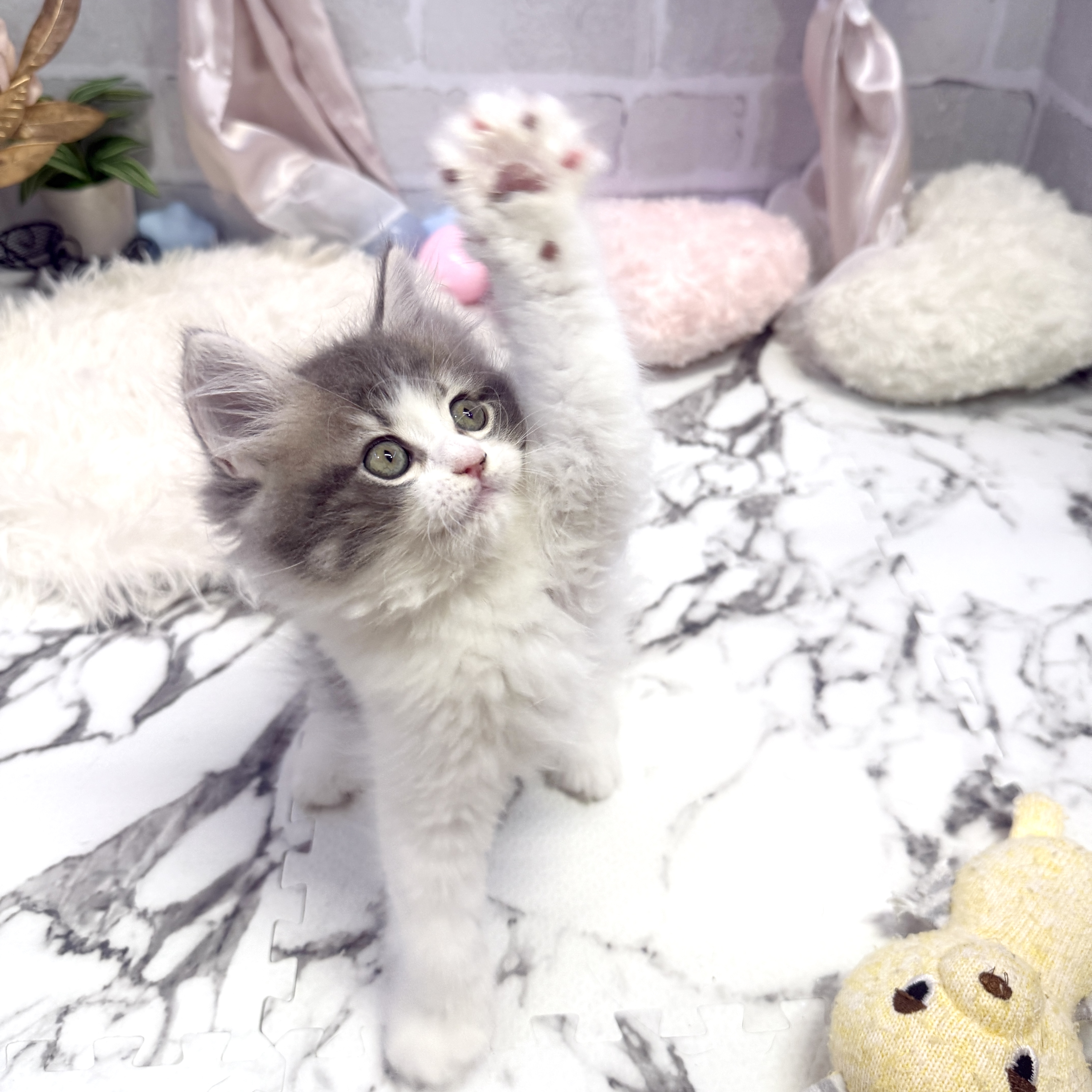愛知県のサイベリアン (犬の家＆猫の里岡崎店/2025年5月28日生まれ/女の子/ブルータビーホワイト)の子猫の4枚目の画像