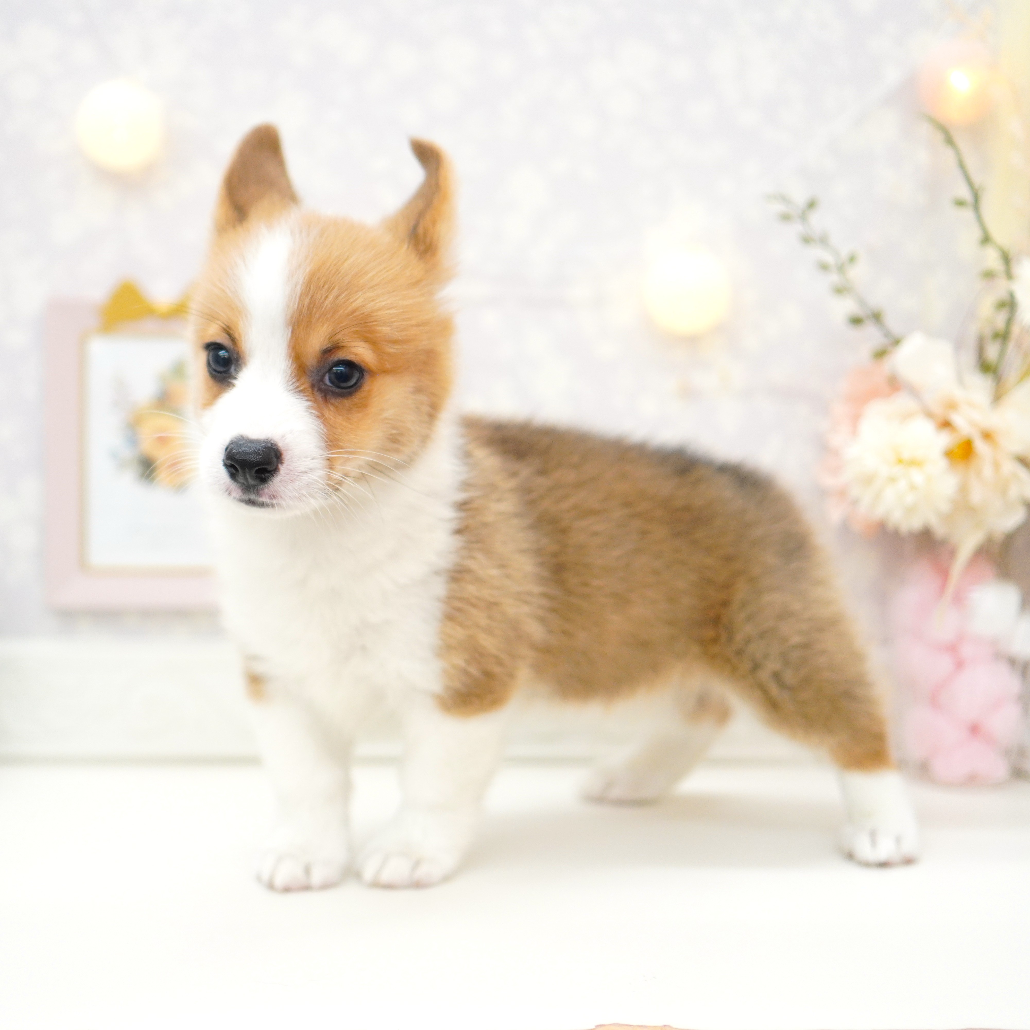 富山県のウェルシュコーギーペンブローク (犬の家＆猫の里富山店/2025年5月29日生まれ/男の子/レッドホワイト)の子犬の4枚目の画像