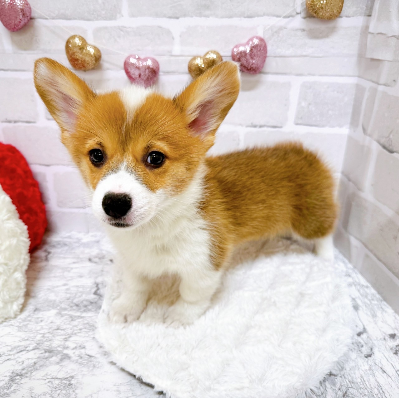 京都府のウェルシュコーギーペンブローク (犬の家＆猫の里京都精華店/2025年5月29日生まれ/男の子/レッドホワイト)の子犬の4枚目の画像