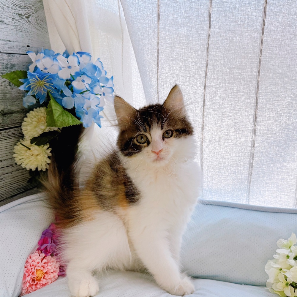 長野県のラガマフィン (犬の家＆猫の里塩尻店/2025年5月28日生まれ/女の子/ブラウンパッチドタビーホワイト)の子猫の4枚目の画像