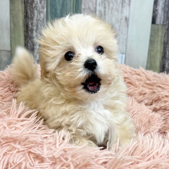 静岡県のマルプー(マルチーズ×プードル) (犬の家＆猫の里マークイズ静岡店/2025年6月1日生まれ/男の子/クリームホワイト)の子犬の4枚目の画像