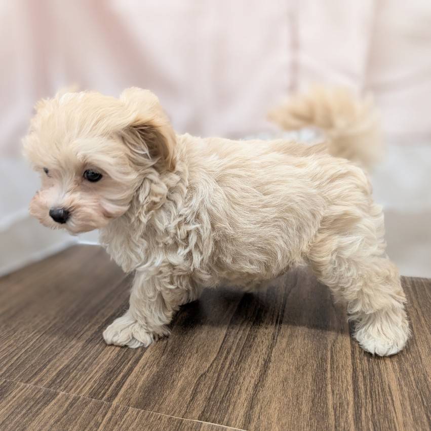 兵庫県のマルプー(マルチーズ×プードル) (犬の家＆猫の里カナート西神戸店/2025年6月1日生まれ/男の子/クリームホワイト)の子犬の4枚目の画像