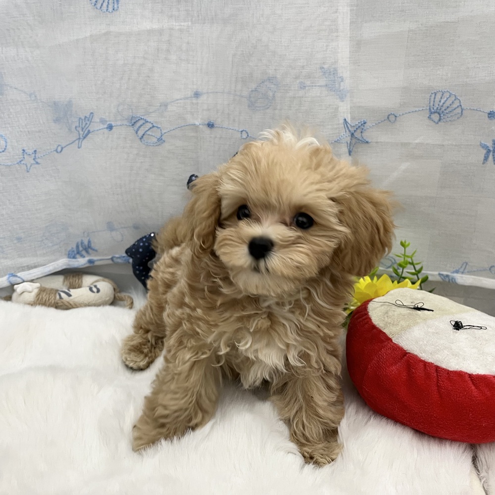 静岡県のマルプー(マルチーズ×プードル) (犬の家＆猫の里MEGAドン・キホーテ袋井店/2025年6月1日生まれ/女の子/アプリコットホワイト)の子犬の4枚目の画像