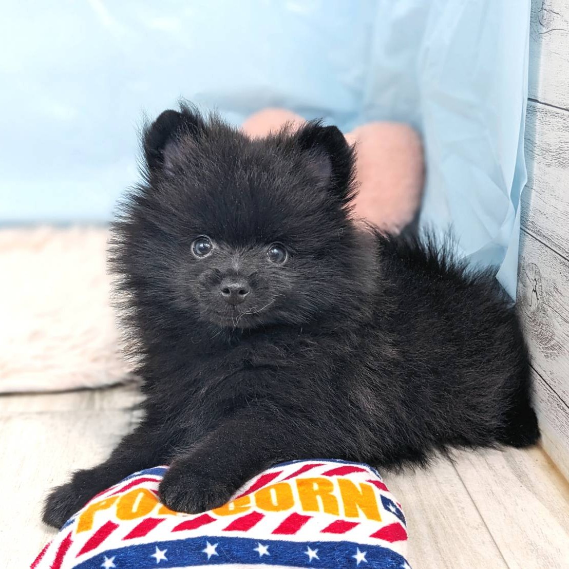 兵庫県のポメラニアン (犬の家＆猫の里川西店/2025年5月31日生まれ/男の子/ブラック)の子犬の4枚目の画像