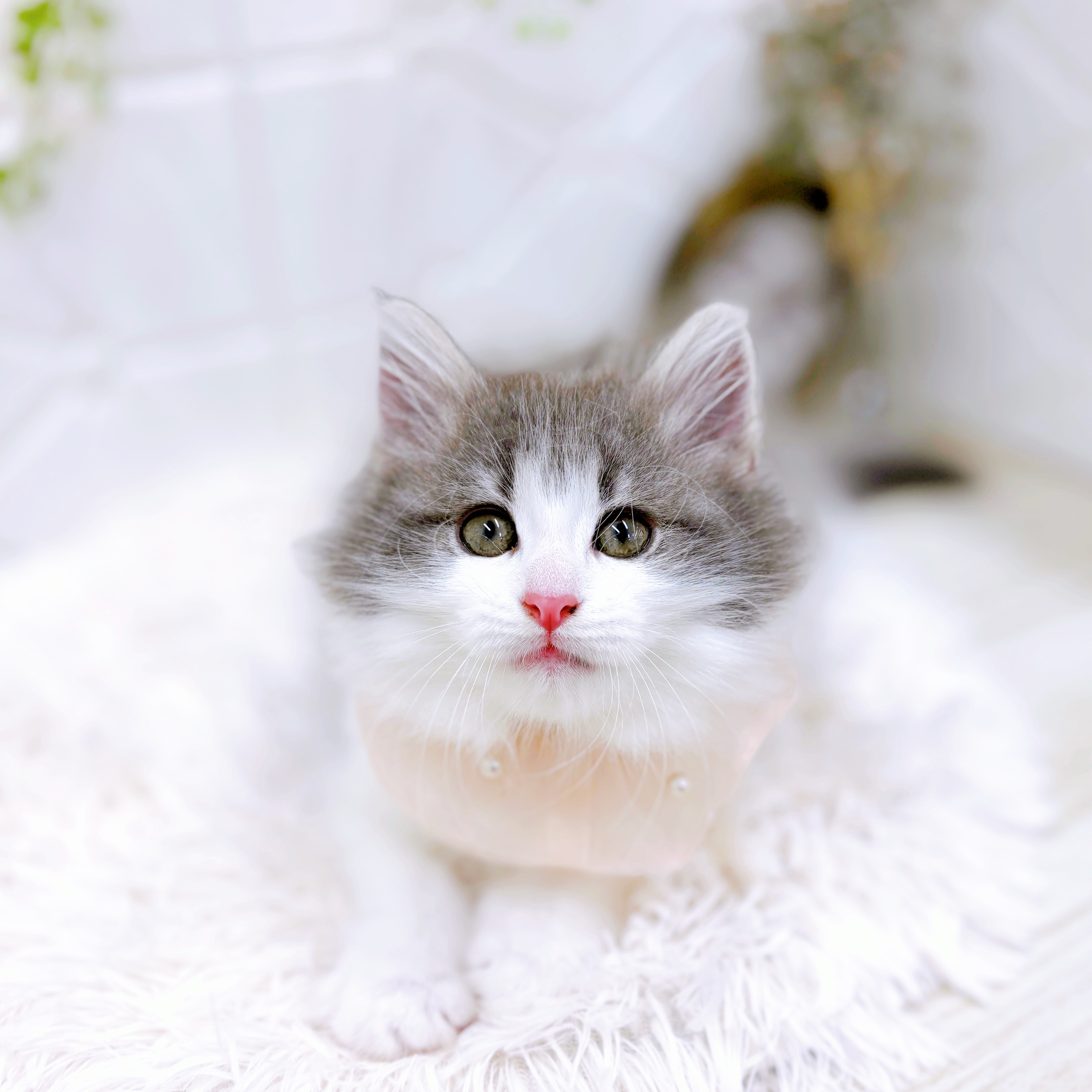 福井県のノルウェージャンフォレストキャット (犬の家＆猫の里アミーゴ福井店/2025年5月31日生まれ/女の子/ブルータビーホワイト)の子猫の4枚目の画像