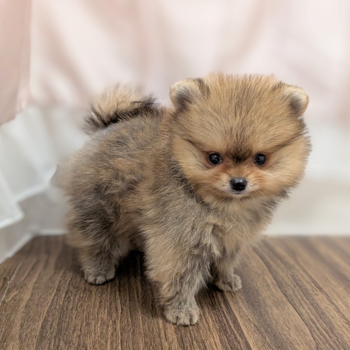 兵庫県のポメラニアン (犬の家＆猫の里カナート西神戸店/2025年5月30日生まれ/女の子/オレンジ)の子犬の4枚目の画像
