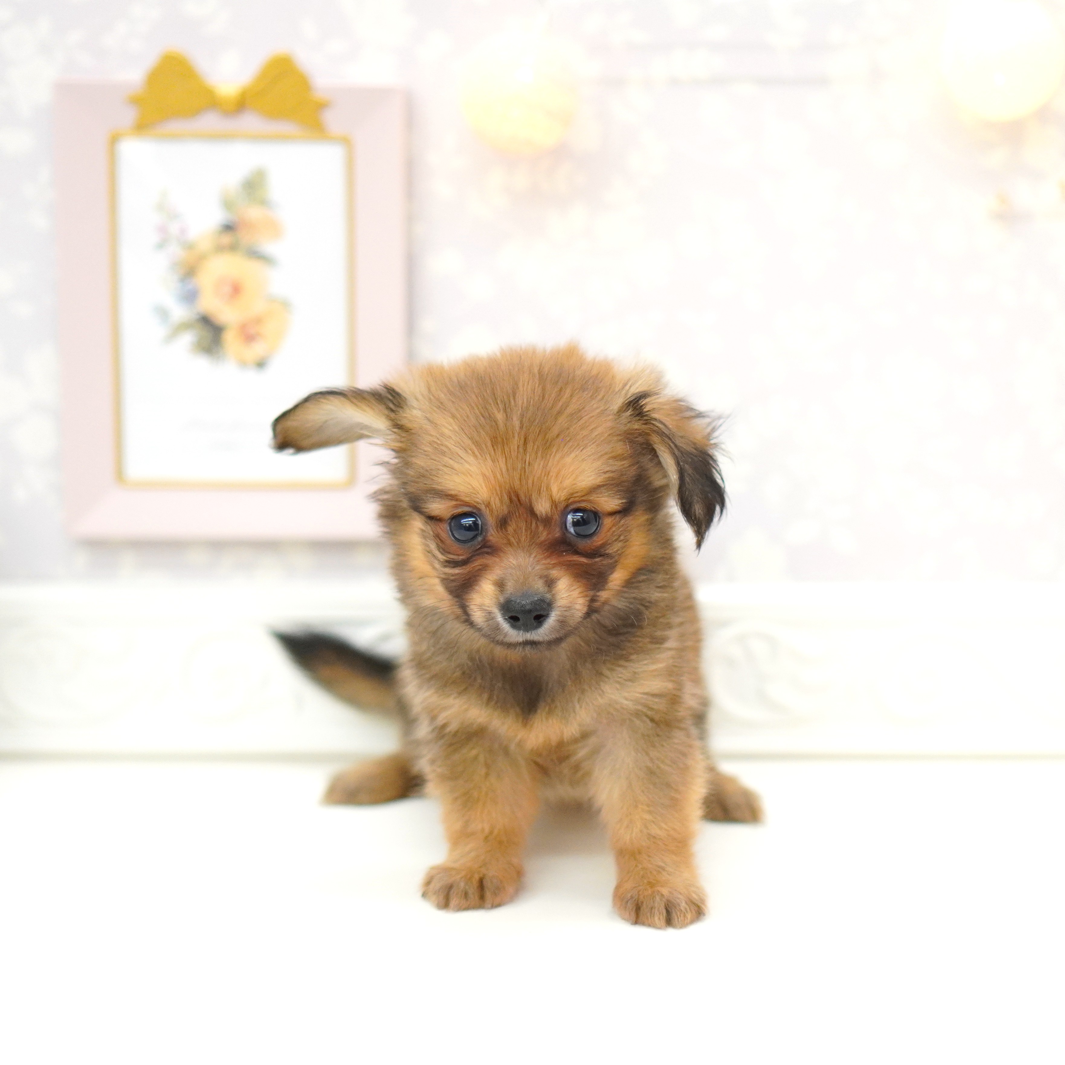 富山県のポメックス(ポメラニアン×ダックス) (犬の家＆猫の里富山店/2025年5月24日生まれ/女の子/フォーン)の子犬の4枚目の画像