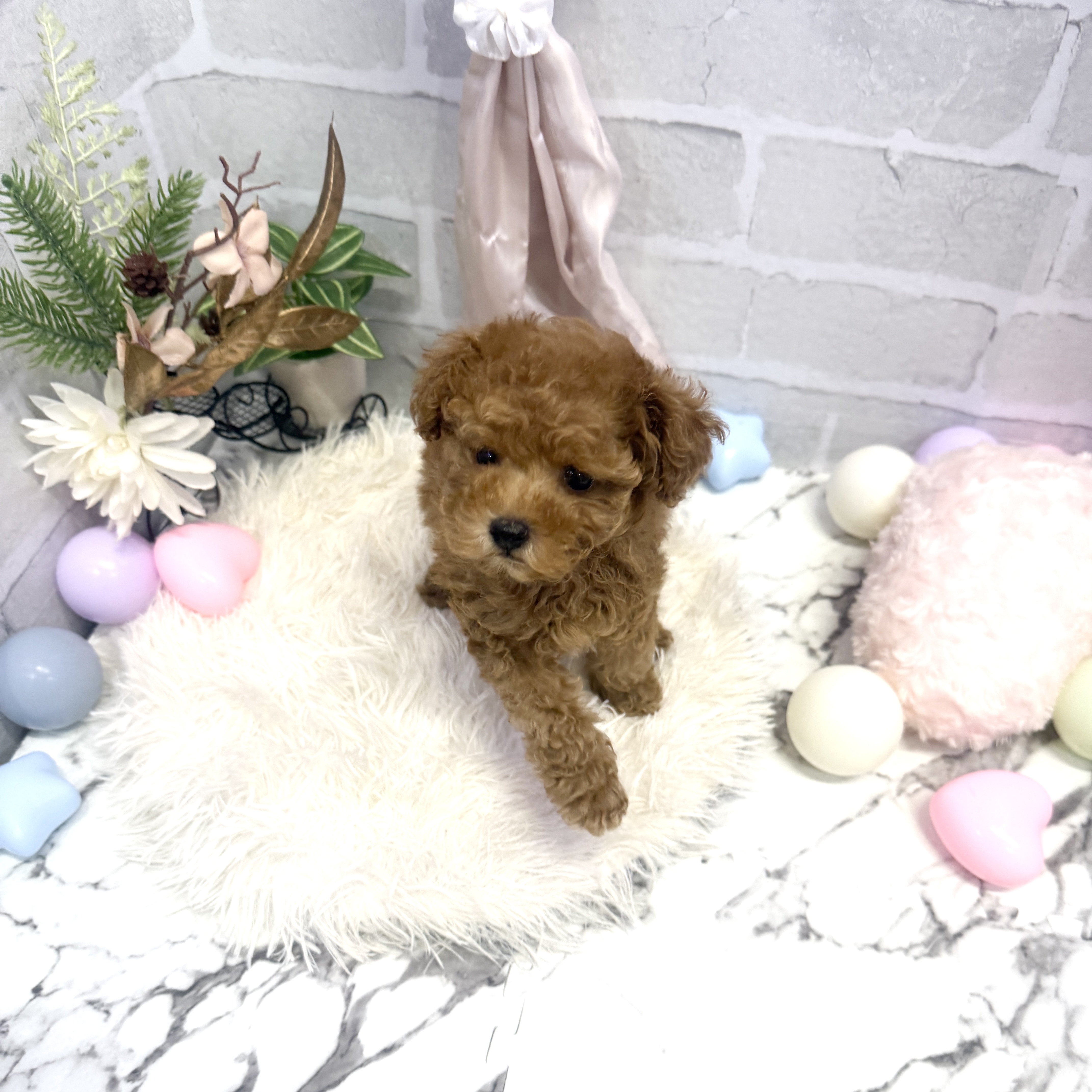 愛知県のトイプードル(トイ) (犬の家＆猫の里岡崎店/2025年5月27日生まれ/女の子/アプリコット)の子犬の4枚目の画像