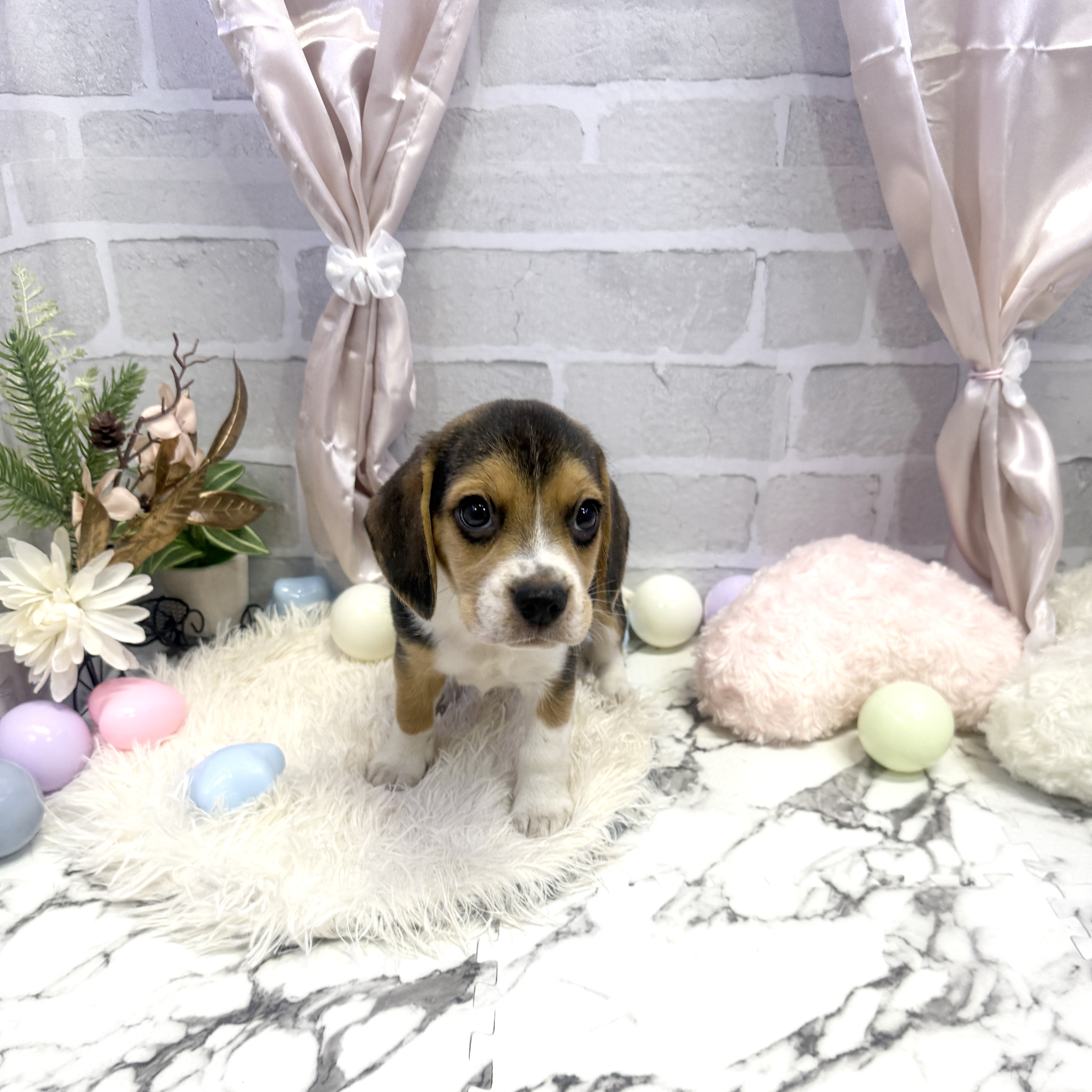 愛知県のビーグル (犬の家＆猫の里岡崎店/2025年5月31日生まれ/女の子/ブラックタンホワイト)の子犬の1枚目の画像