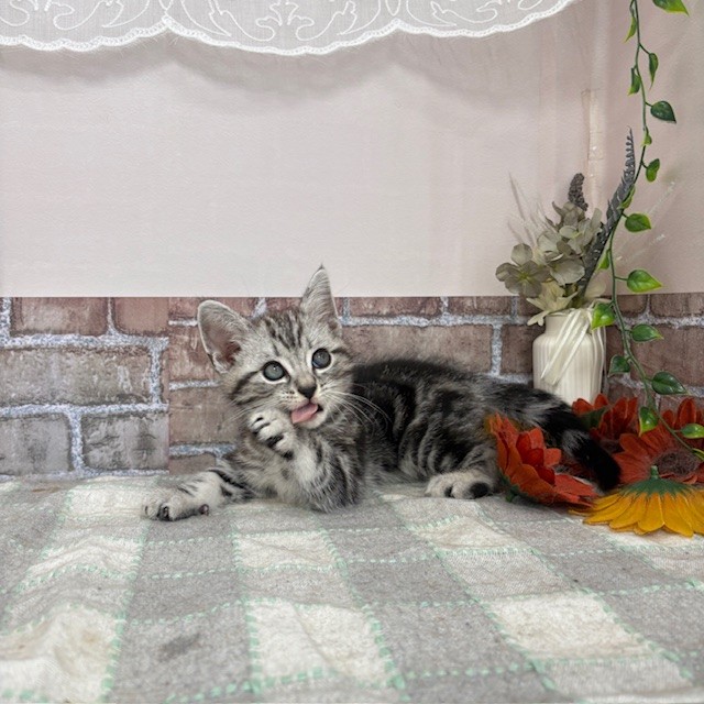 愛知県のアメリカンショートヘアー (犬の家＆猫の里碧南店/2025年5月31日生まれ/男の子/シルバータビー)の子猫の4枚目の画像