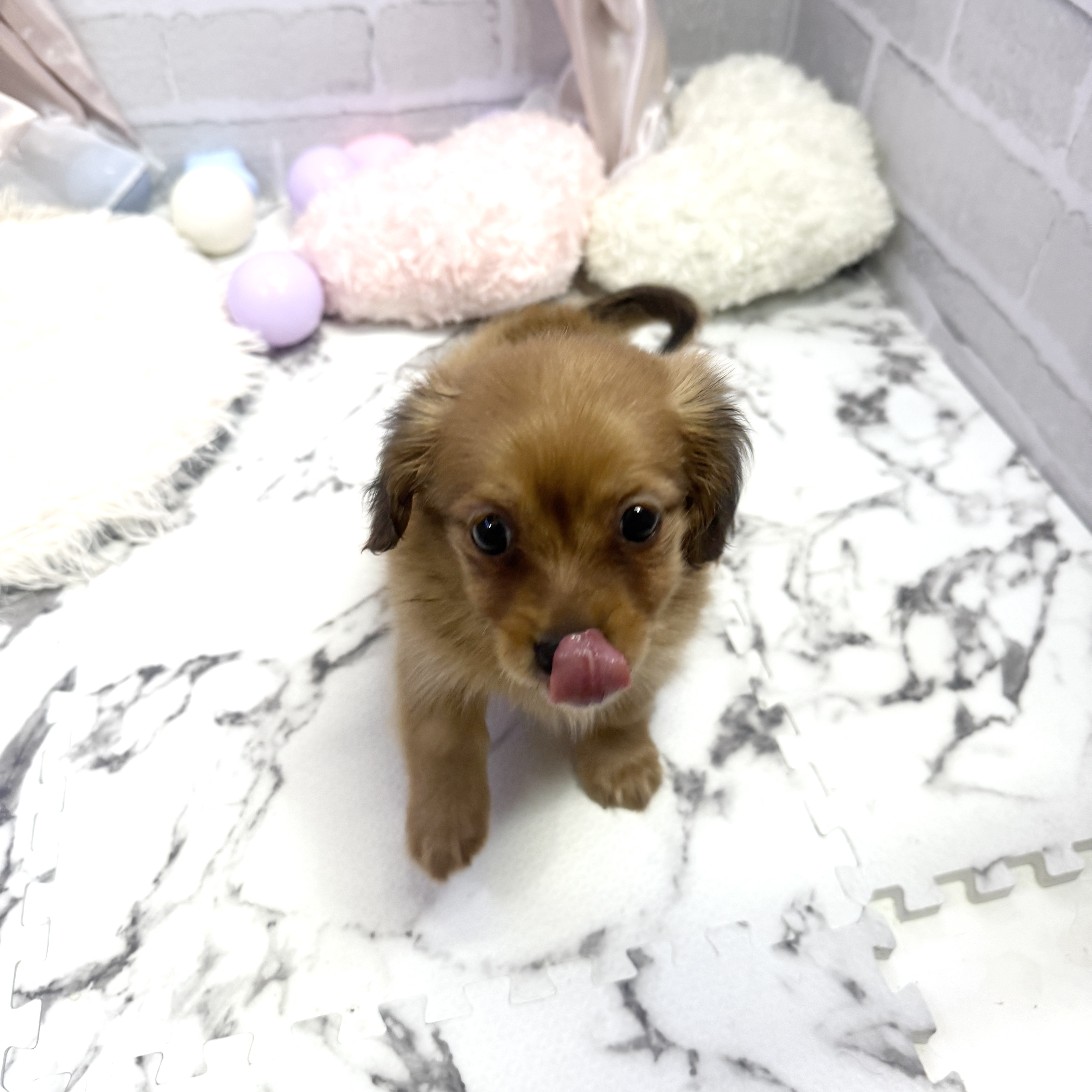 愛知県のチワックス(チワワ×ダックス) (犬の家＆猫の里岡崎店/2025年5月30日生まれ/男の子/レッド)の子犬の4枚目の画像