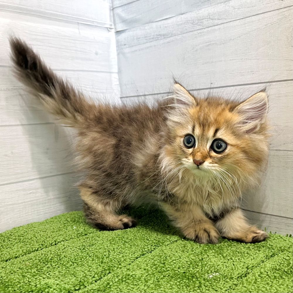 愛知県のペルシャ (犬の家＆猫の里豊田店/2025年5月29日生まれ/男の子/チンチラゴールデン)の子猫の4枚目の画像