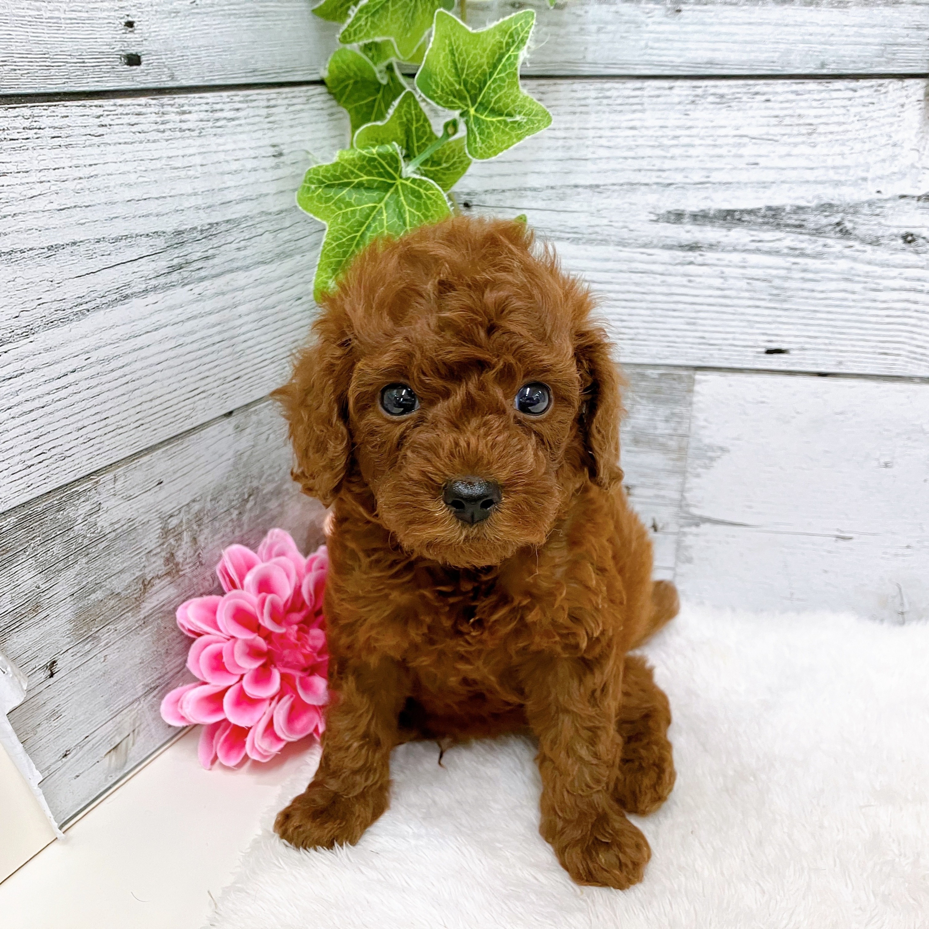 石川県のトイプードル(トイ) (犬の家＆猫の里アミーゴ金沢おこばた店/2025年6月2日生まれ/男の子/レッド)の子犬の4枚目の画像