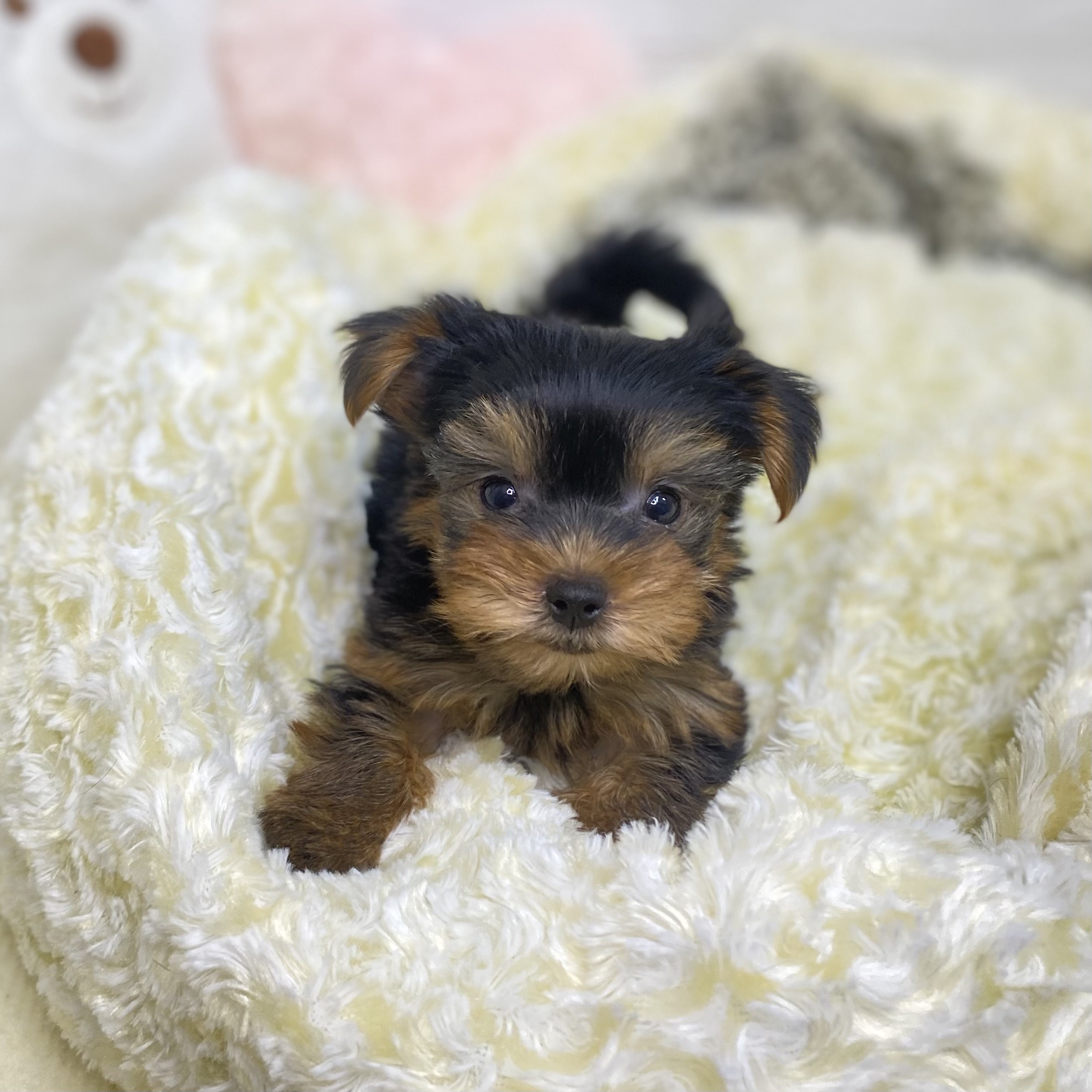 長野県のヨークシャーテリア (犬の家＆猫の里長野店/2025年6月1日生まれ/女の子/スチールブルータン)の子犬の4枚目の画像