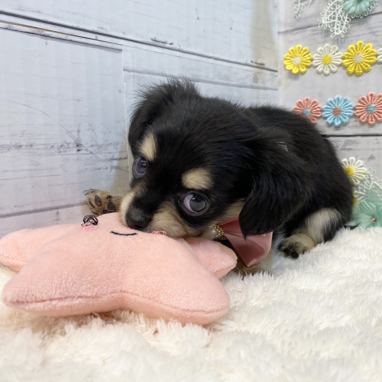 長野県のチワックス(チワワ×ダックス) (犬の家＆猫の里カインズ梓川店/2025年6月3日生まれ/女の子/ブラッククリーム)の子犬の4枚目の画像
