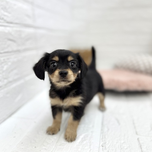 愛知県のチワックス(チワワ×ダックス) (犬の家＆猫の里豊川インター店/2025年6月3日生まれ/女の子/ブラッククリーム)の子犬の4枚目の画像