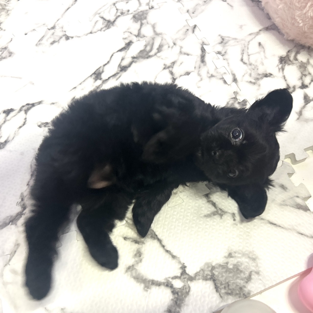 愛知県のチワプー/プーチー(チワワ×プードル) (犬の家＆猫の里岡崎店/2025年6月3日生まれ/女の子/ブラック)の子犬の4枚目の画像