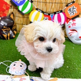 神奈川県のマルプー(マルチーズ×プードル) (犬の家＆猫の里小田原店/2025年6月1日生まれ/男の子/クリーム)の子犬の1枚目の画像