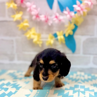 静岡県のミニチュアダックスフンド(ロング) (犬の家＆猫の里プレ葉ウォーク浜北店/2025年5月31日生まれ/男の子/ブラックタン)の子犬の4枚目の画像