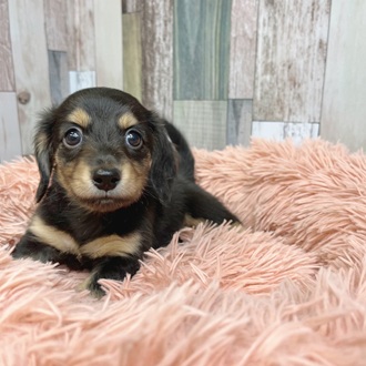 静岡県のミニチュアダックスフンド(ロング) (犬の家＆猫の里マークイズ静岡店/2025年6月3日生まれ/女の子/ブラックイエロー)の子犬の4枚目の画像