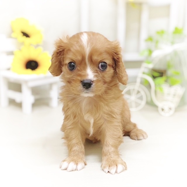 静岡県のキャバリアキングチャールズスパニエル (犬の家＆猫の里藤枝店/2025年6月3日生まれ/男の子/ルビーホワイト)の子犬の4枚目の画像