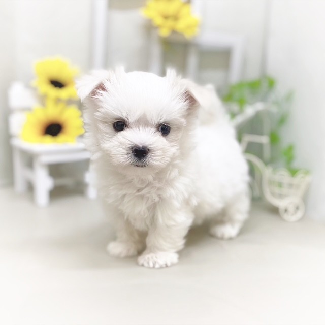 静岡県のマルチーズ (犬の家＆猫の里藤枝店/2025年6月3日生まれ/女の子/ホワイト)の子犬の4枚目の画像