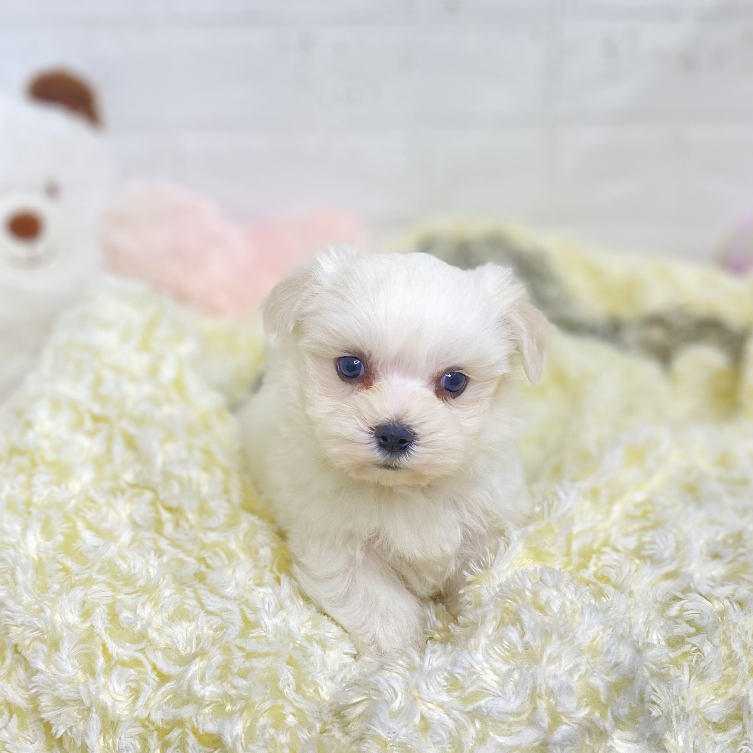 長野県のマルチーズ (犬の家＆猫の里長野店/2025年6月3日生まれ/女の子/ホワイト)の子犬の4枚目の画像