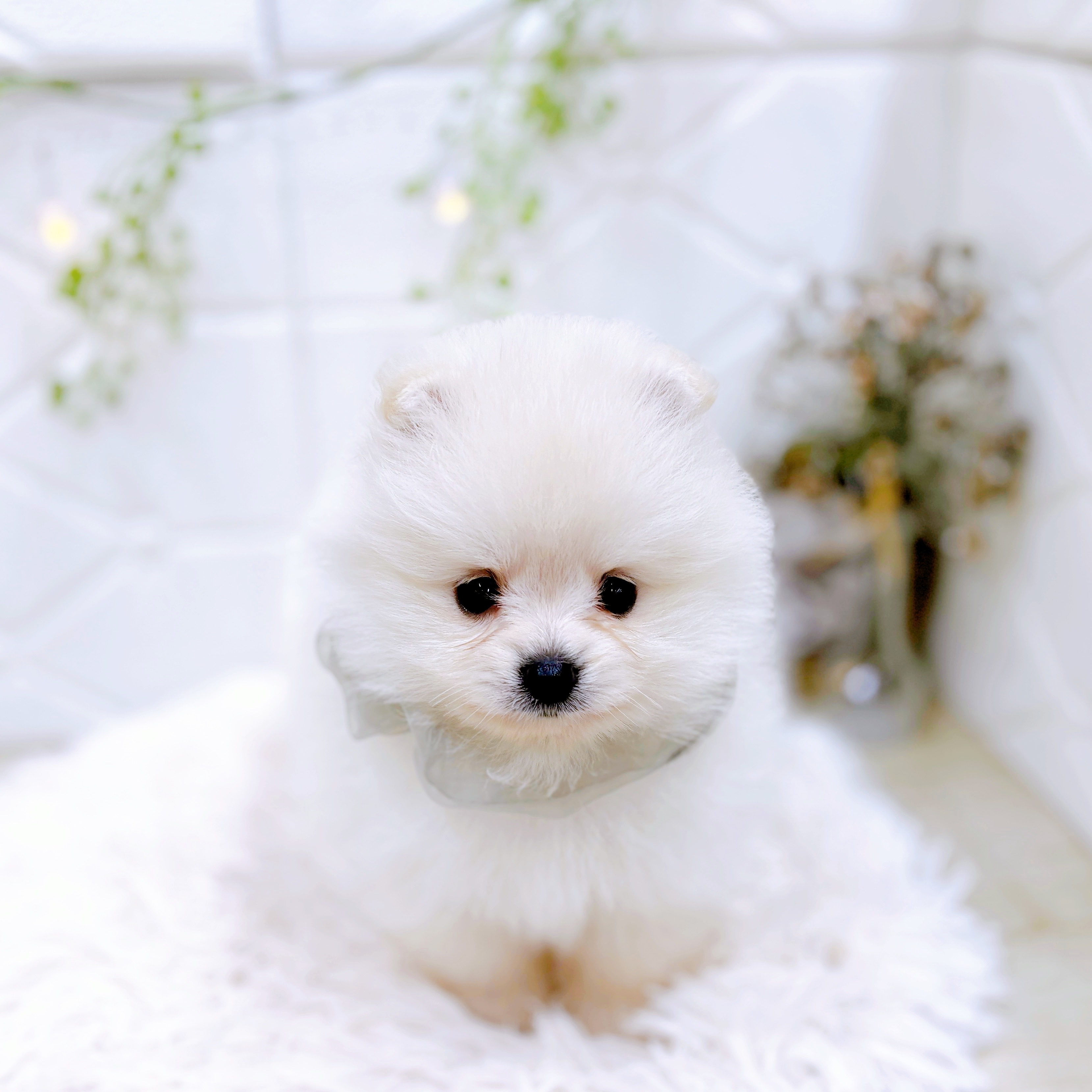 福井県のポメラニアン (犬の家＆猫の里アミーゴ福井店/2025年6月3日生まれ/男の子/クリーム)の子犬の4枚目の画像