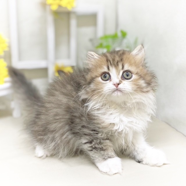 静岡県のミヌエット (犬の家＆猫の里藤枝店/2025年6月2日生まれ/男の子/ブラウンタビーホワイト)の子猫の4枚目の画像