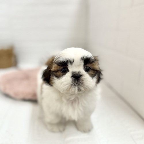 静岡県のシーズー (犬の家＆猫の里プレ葉ウォーク浜北店/2025年6月1日生まれ/女の子/ゴールドホワイト)の子犬の4枚目の画像