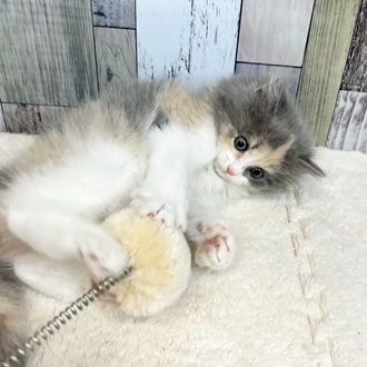 静岡県のマンチカン (犬の家＆猫の里マークイズ静岡店/2025年6月2日生まれ/女の子/ダイリュートキャリコ)の子猫の4枚目の画像