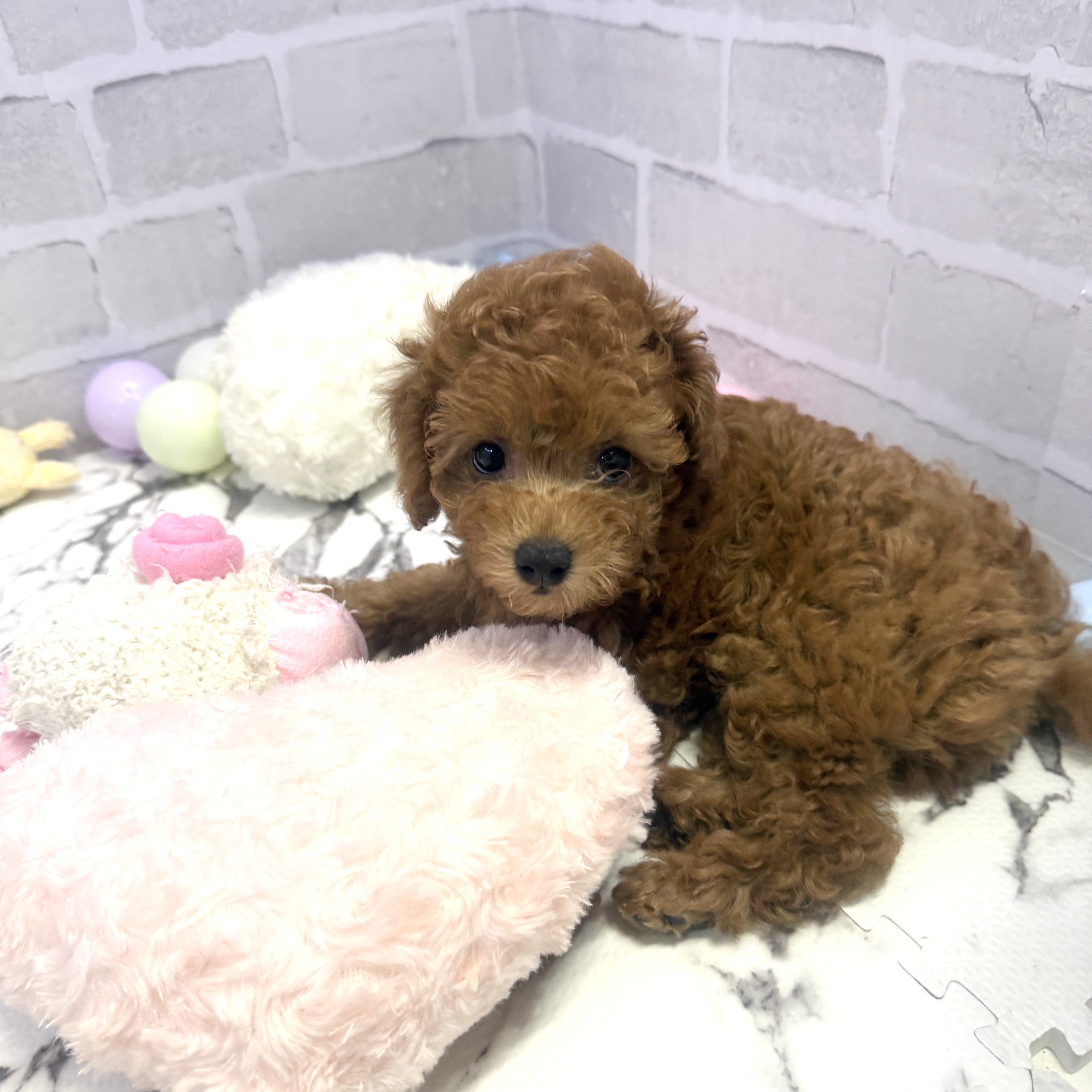 愛知県のトイプードル(トイ) (犬の家＆猫の里岡崎店/2025年5月30日生まれ/女の子/レッド)の子犬の4枚目の画像