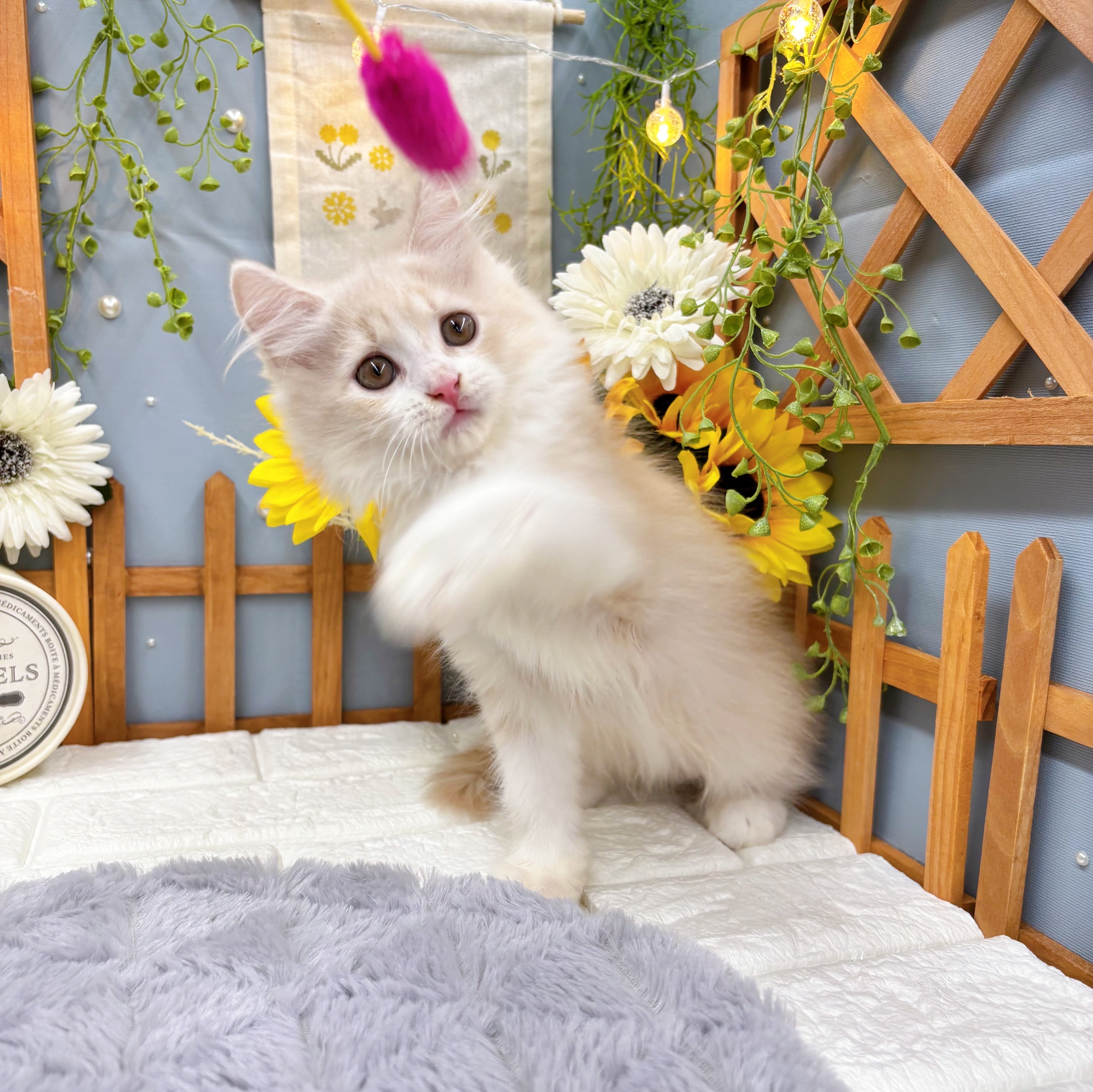 千葉県のマンチカン (犬の家＆猫の里ワンズモール稲毛店/2025年6月2日生まれ/男の子/クリームタビーホワイト)の子猫の4枚目の画像