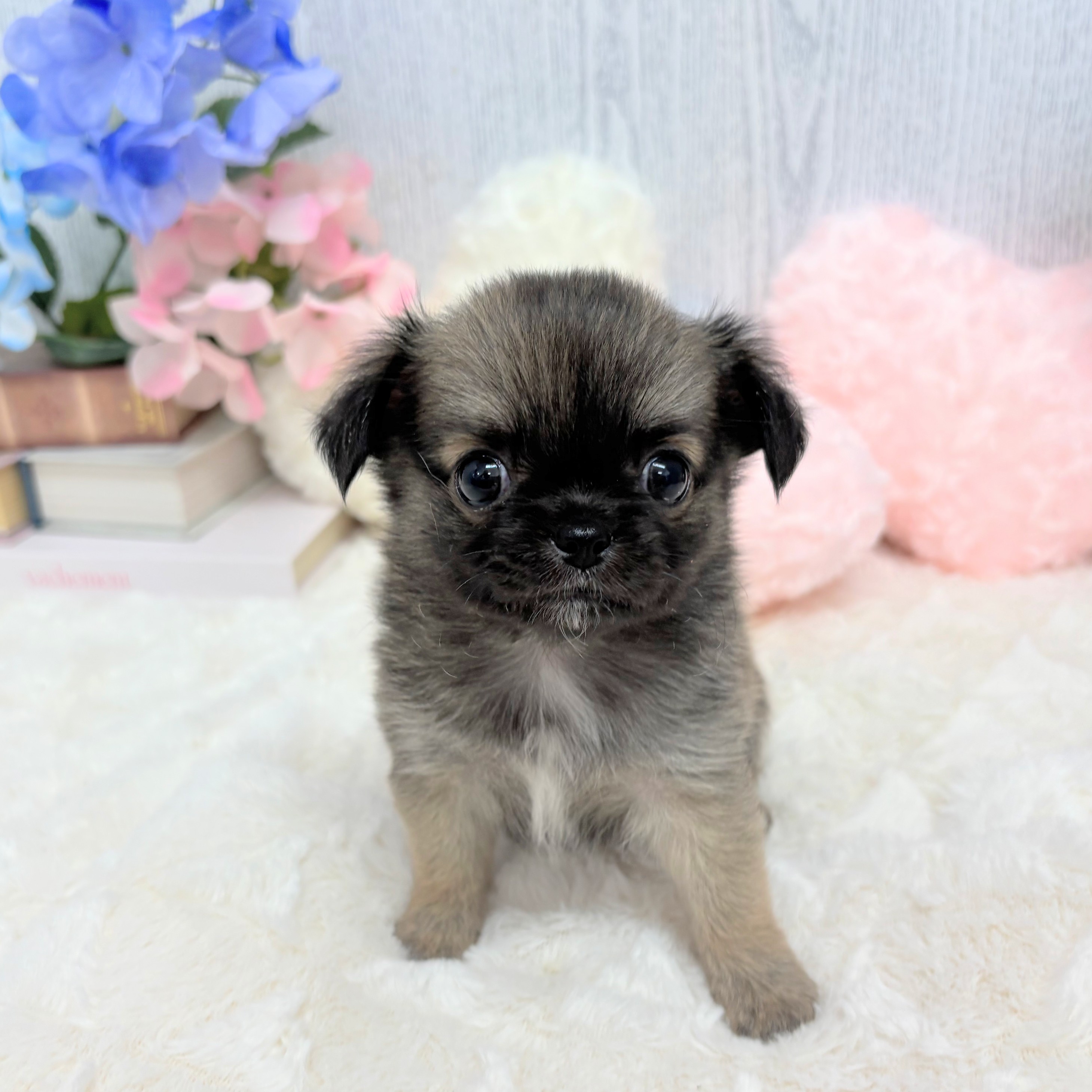 神奈川県のチワワ(ロング) (犬の家＆猫の里相模原店/2025年6月3日生まれ/男の子/セーブル)の子犬の4枚目の画像