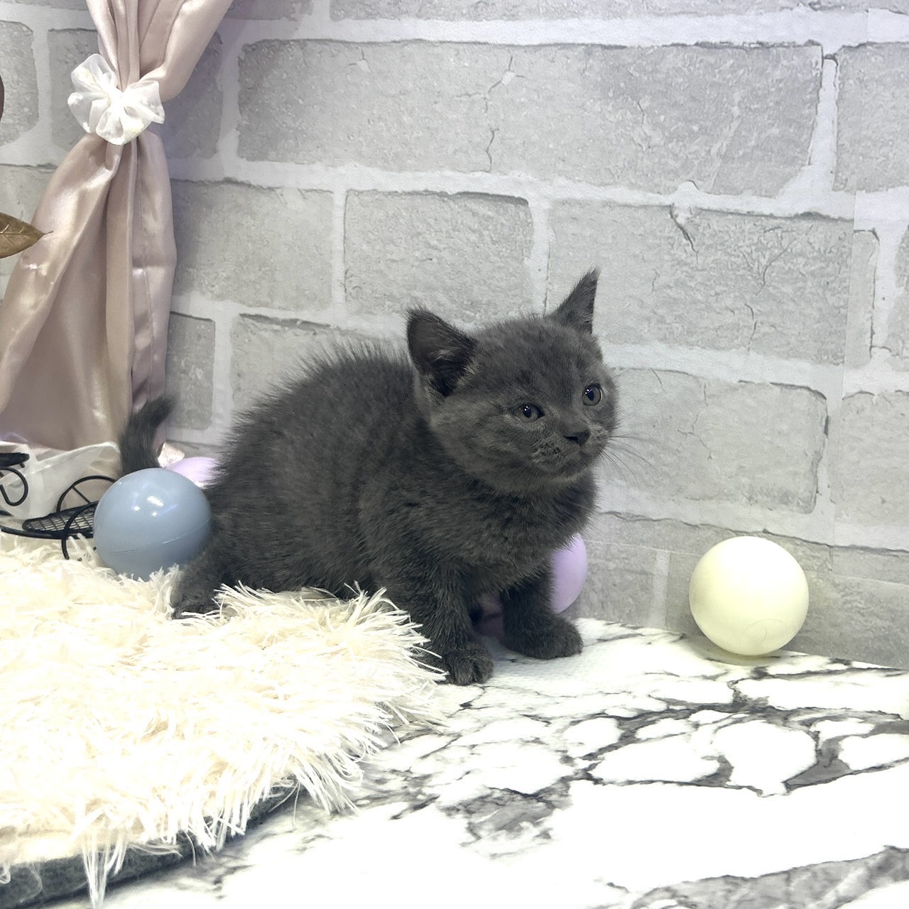 愛知県のブリティッシュショートヘアー (犬の家＆猫の里岡崎店/2025年6月3日生まれ/男の子/ブルー)の子猫の4枚目の画像