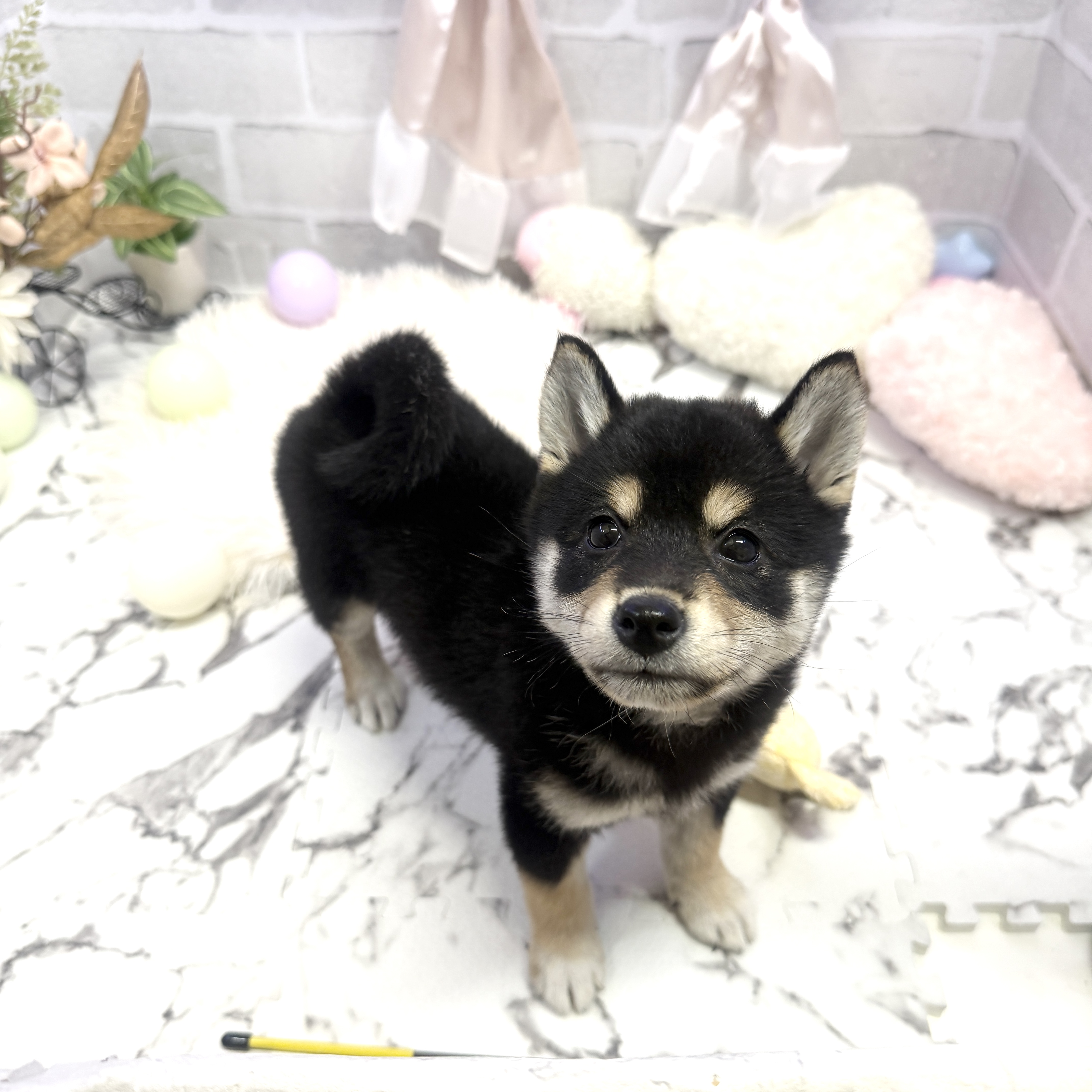 愛知県の柴犬(標準サイズ) (犬の家＆猫の里岡崎店/2025年6月2日生まれ/女の子/黒)の子犬の1枚目の画像