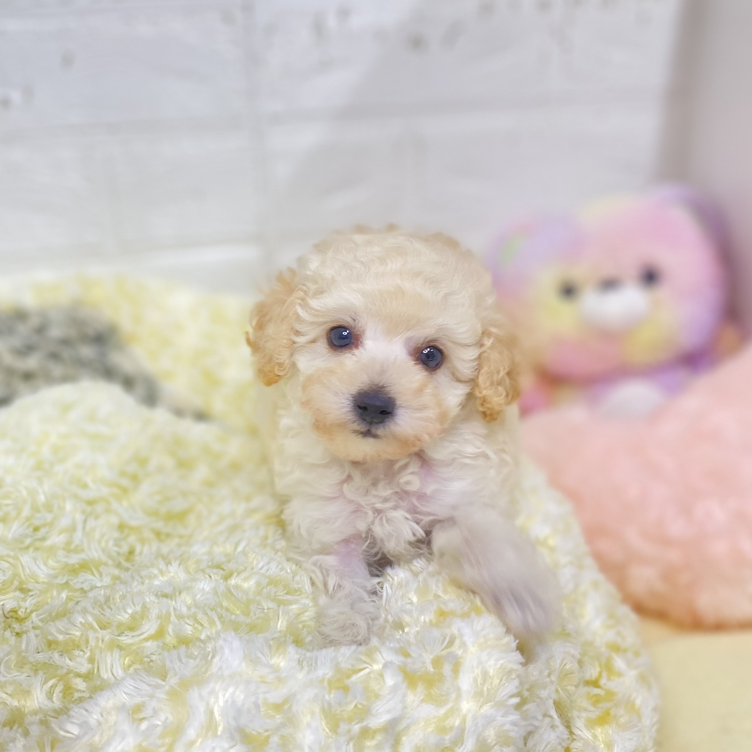 長野県のタイニープードル (犬の家＆猫の里長野店/2025年5月31日生まれ/女の子/クリーム)の子犬の4枚目の画像