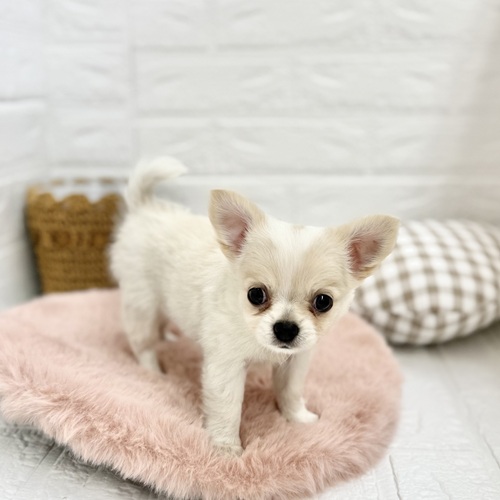 静岡県のチワワ(ロング) (犬の家＆猫の里プレ葉ウォーク浜北店/2025年6月2日生まれ/女の子/ホワイトクリーム)の子犬の4枚目の画像