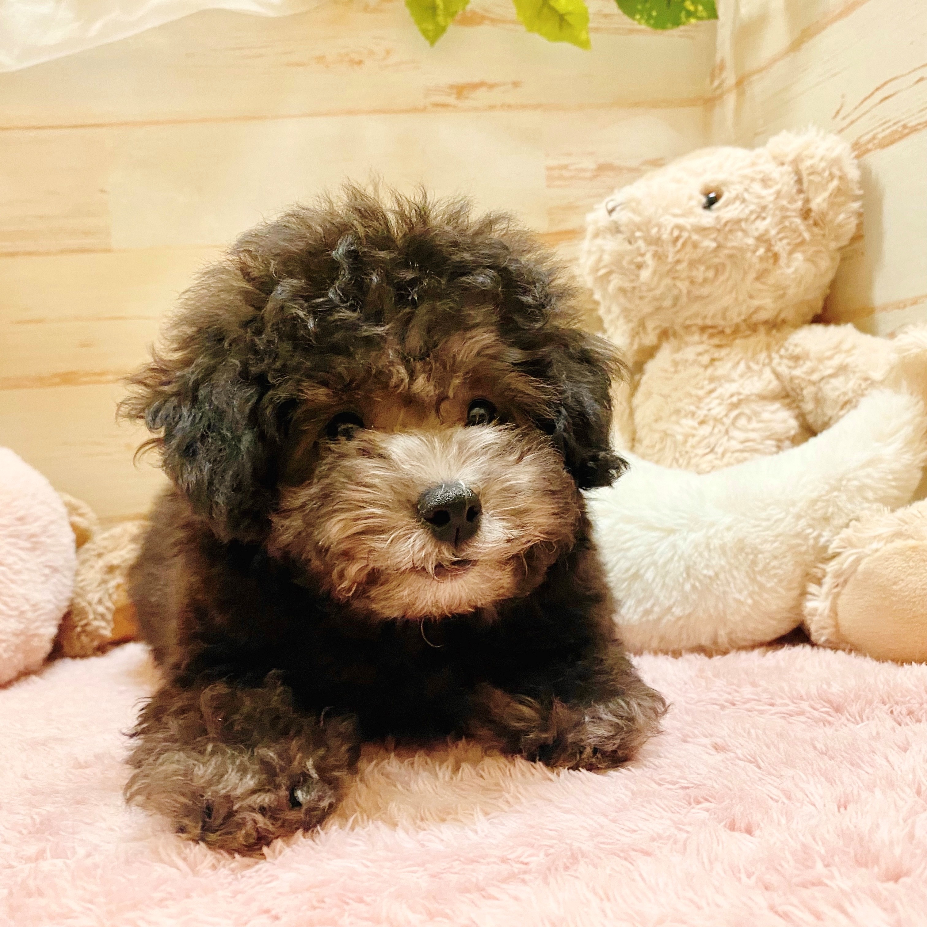 兵庫県のトイプードル(トイ) (犬の家＆猫の里神戸店/2025年6月3日生まれ/男の子/シルバー)の子犬の4枚目の画像