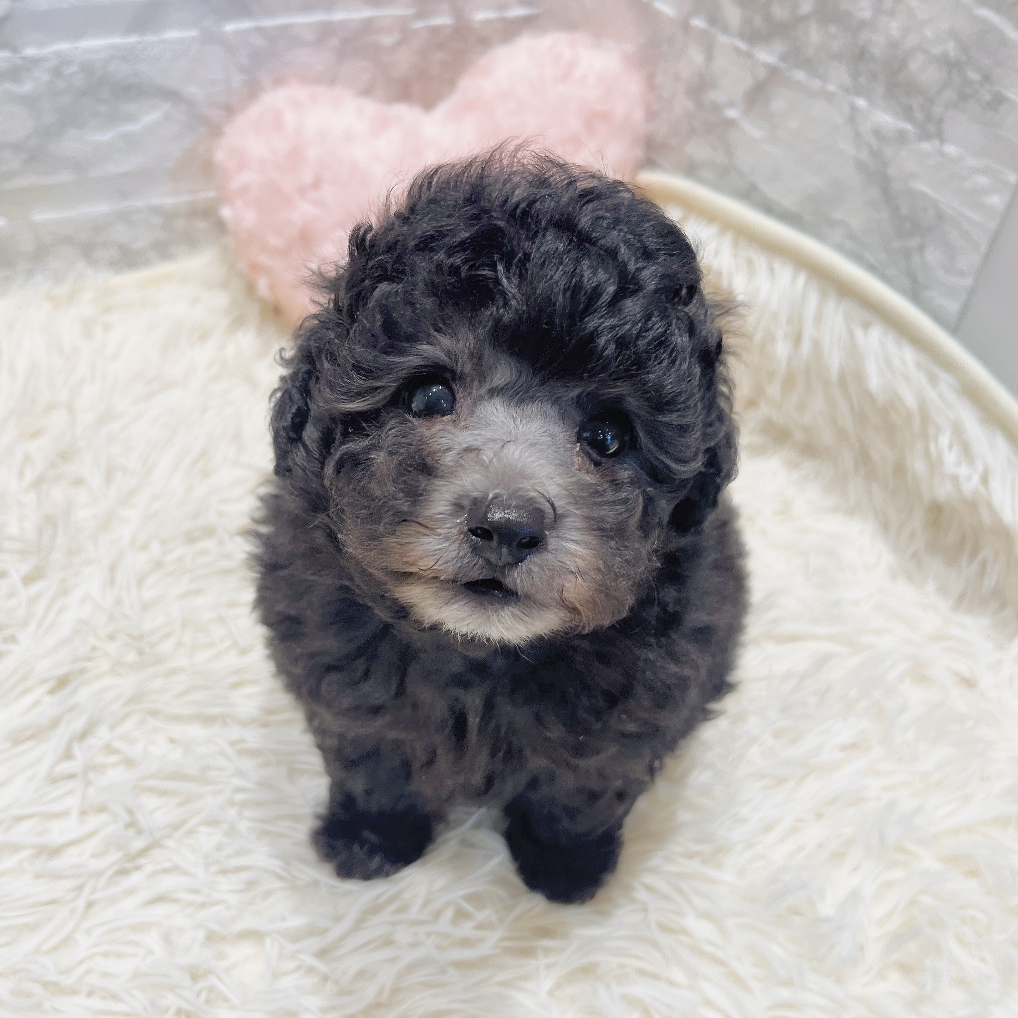 愛知県のトイプードル(トイ) (犬の家＆猫の里MiO香久山店/2025年6月3日生まれ/男の子/シルバー)の子犬の4枚目の画像