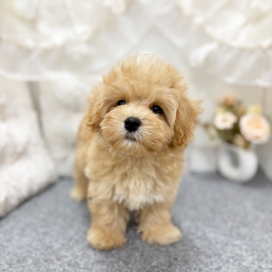 岐阜県のマルプー(マルチーズ×プードル) (犬の家＆猫の里カラフルタウン岐阜店/2025年6月2日生まれ/男の子/アプリコット)の子犬の4枚目の画像