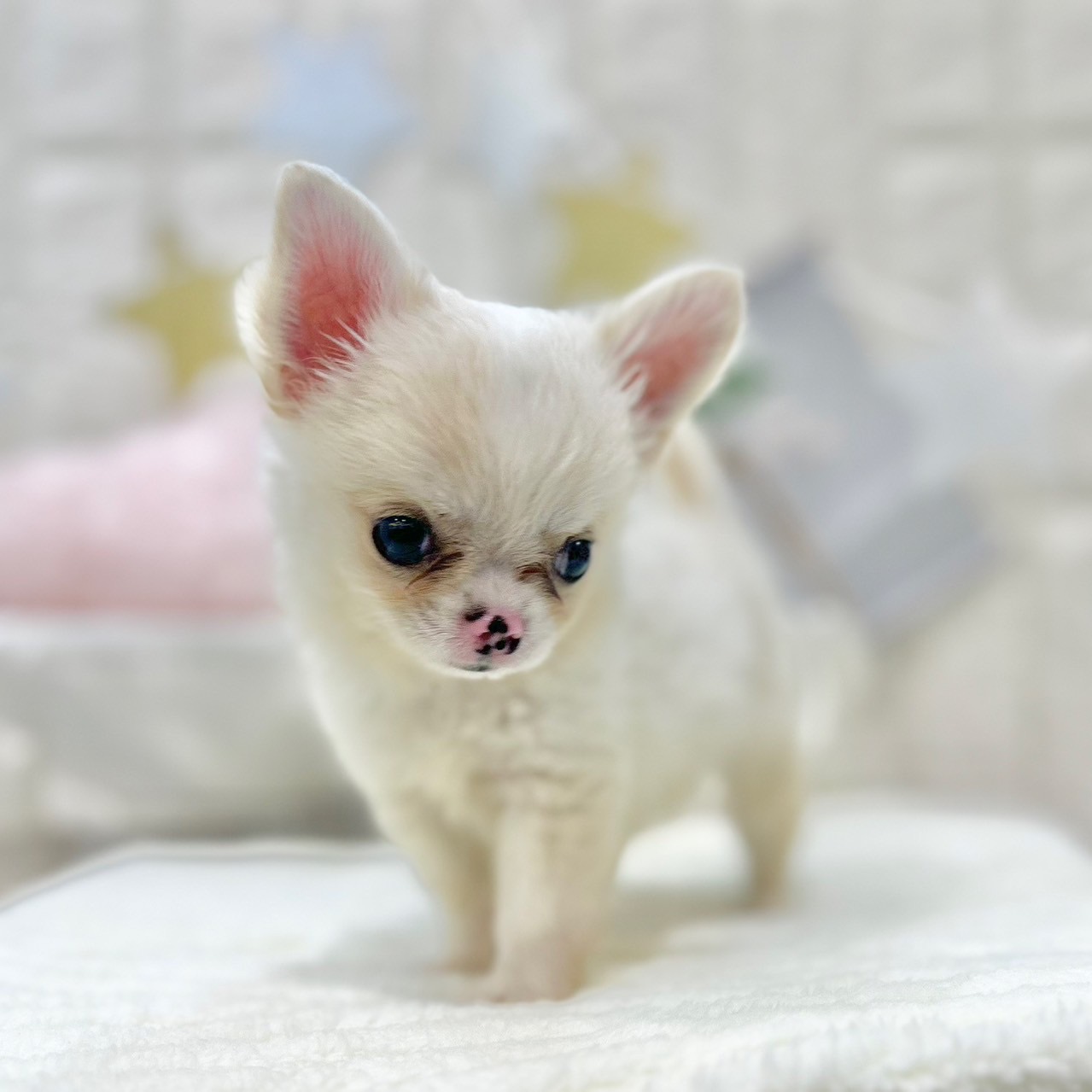 岡山県のチワワ(ロング) (犬の家＆猫の里倉敷店/2025年6月3日生まれ/男の子/クリームホワイト)の子犬の4枚目の画像