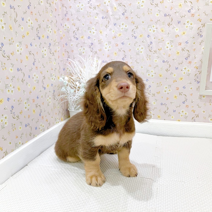 石川県のミニチュアダックスフンド(ロング) (犬の家＆猫の里金沢店/2025年6月4日生まれ/女の子/ブラウンタン)の子犬の4枚目の画像